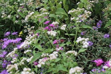 flowers in the garden