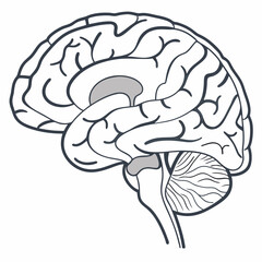 A detailed anatomical illustration of the human brain, showcasing its intricate structure and lobes. Perfect for educational purposes, medical publications, or scientific presentations.