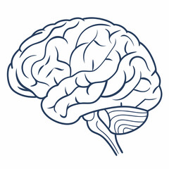 Detailed illustration of the human brain, depicting its complex structure and intricate folds. This medical illustration is perfect for educational purposes, anatomical studies.