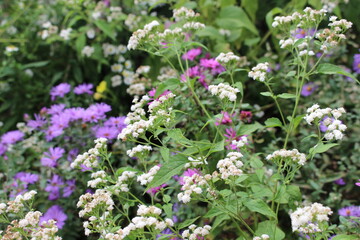 flowers in the field
