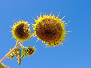 Abstract view of wilting sunflower plant.