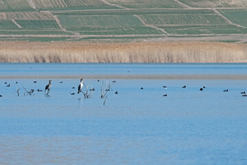 Birds perched on dry tree branches in the wetland and swimming in the lake. Great Cormorant, Eurasian Coot.