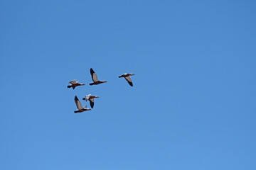 A group of ducks flying in the blue sky. Ruddy Shelduck, Tadorna ferruginea.