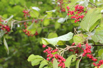 Obraz premium red currant bush