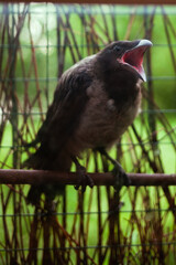 The crow is a small gray one