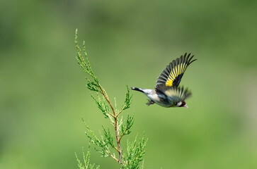 A small colorful bird taking off from a tree branch. Blurred green background. Selective focus. European goldfinch, Carduelis carduelis.