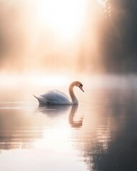 Fototapeta premium A lone swan gracefully glides through calm waters.