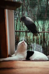 The cat looks at the crow