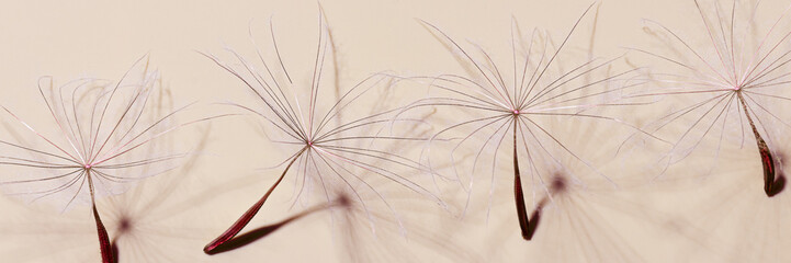 Nature abstract of seeds of blowball flower, natural organic texture as natural banner background. Macro texture, pastel red beige aesthetic photo with seeds umbrella shaped, botanical design