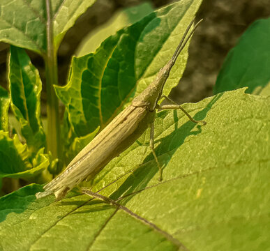 Chinese grasshopper perched on a leaf. acrida cinerea sits on green leaf in sun light. 
