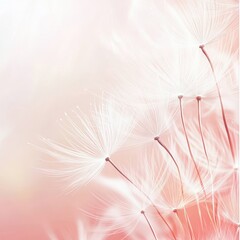 Delicate Dandelion Seeds in Soft Pink Hues, Close-Up Macro Photography