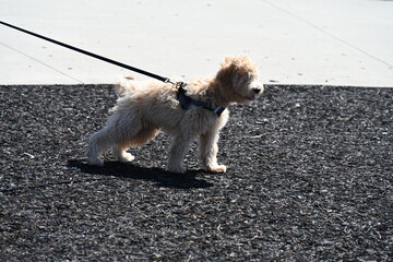 little fluffy dog on a leash,