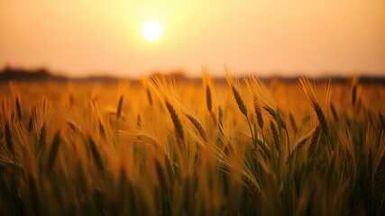 Fototapeta premium A serene field of barley glowing in the golden light of sunset, creating a picturesque scene of nature's beauty, field, crops