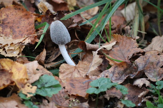 Bonfire inkcap