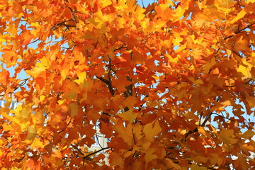 Yellow maple, autumn tree with yellow, orange, leaves, autumn landscape. Decorative maple in leaf fall, wallpaper