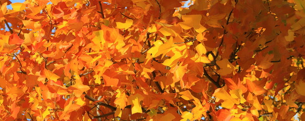 Yellow maple, autumn tree with yellow, orange, leaves, autumn landscape. Decorative maple in leaf fall, wallpaper
