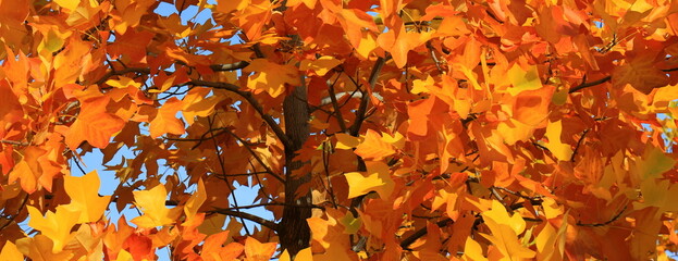 Yellow maple, autumn tree with yellow, orange, leaves, autumn landscape. Decorative maple in leaf fall, wallpaper