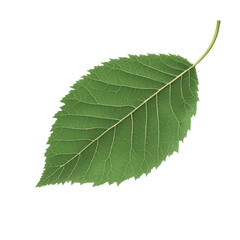 Green leaf close up on white background transparent