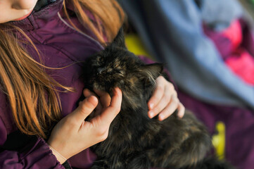 Girl, child caressing little brown fluffy stray kitten sitting on her hands. Animal close-up photo,...