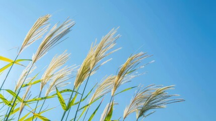 View of yellow reed ear with green leaves against clear blue sky from ground