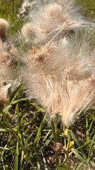 This is a closeup view of a unique plant featuring feathers