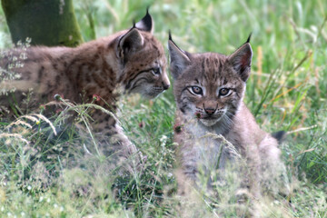 Two baby lynxes in a meadow