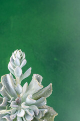 Echeveria blue swan flower. Succulent plant. Flower bud. Copy space green background.