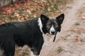 Close up photo of a beautiful young black and white mongrel dog.