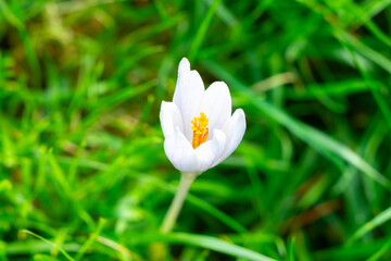 Close-up of a white crocus flower (Crocus nevadensis) with yellow stamens surrounded by green grass