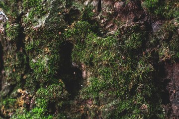 The Elf's Home