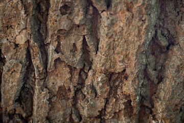 Tree Bark/Cliff Face