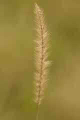This is a close up view of a feathery plant set against a green background