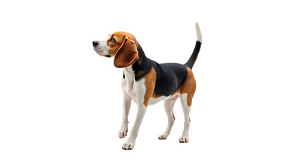  Beagle Dog on Transparent Background (PNG).