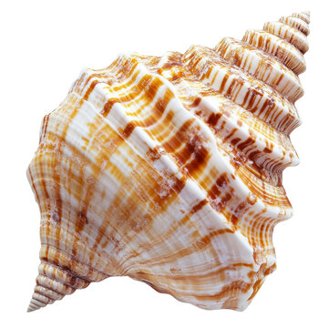 Stunning seashell found on a beach during sunset transparent