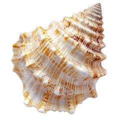 Intricate spiral shell on white transparent