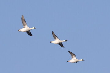 flock of three male Smew (Mergellus albellus) in flight against blue sky