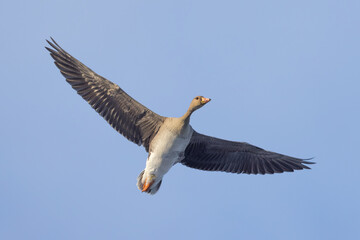 juvenile Greater White-fronted Goose (Anser albifrons) in flight against blue sky