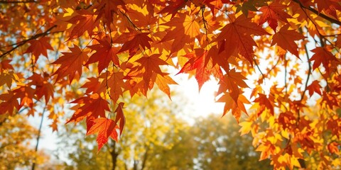 Autumn leaves in warm sunlight, creating a vibrant and colorful nature background, tranquil, season