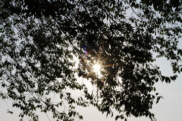 The beautiful sun is shining brightly through the branches of a tree