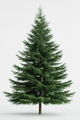 Lush green pine tree, isolated on a white background.