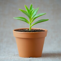 Obraz premium Small green plant in a terracotta pot.