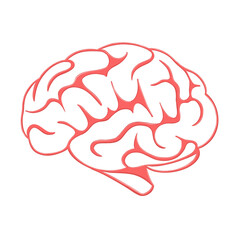 illustration of a human brain on a transparent background.
