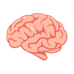 illustration of a human brain on a transparent background.