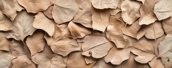 Dried leaves on a surface, earthy tones, nature's beauty, textured background.