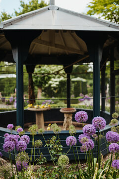 Blooming allium in a park