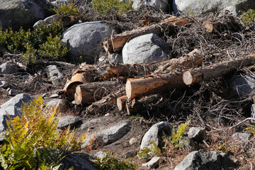 Trees cut with chainsaw to keep trail open for hikers.  Sierra Nevada mountains.
