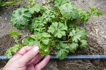 medicinal bitter melon plant planted in the garden, close-up of bitter melon plant,