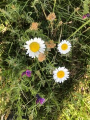 daisies on the garden grass. Countryside