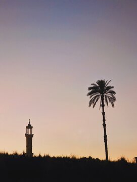 Palm and minaret in silhouette