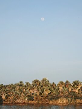Moon over palm trees with the moon